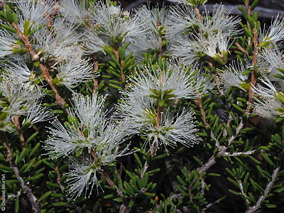 Melaleuca pauperiflora ssp. mutica f DEM8686 Nullarbor NP